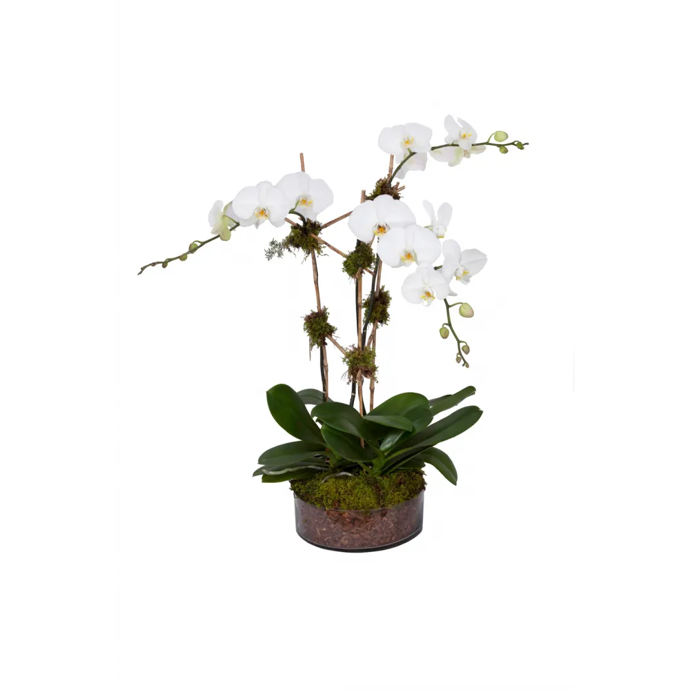 Orchid Garden White