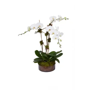 Orchid Garden White